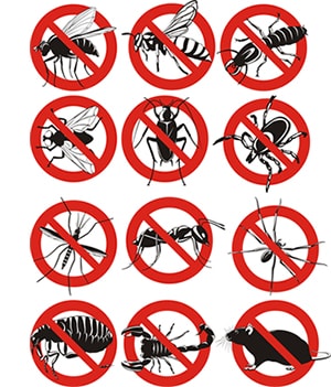 obtener un precio de una empresa de exterminio que puede combatir las avispas de su hogar o negocio en New Jersey y ayudarle a prevenir futuras infestaciones